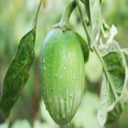 SBJEI-FRESH ROUND  GREEN EGGPLANT